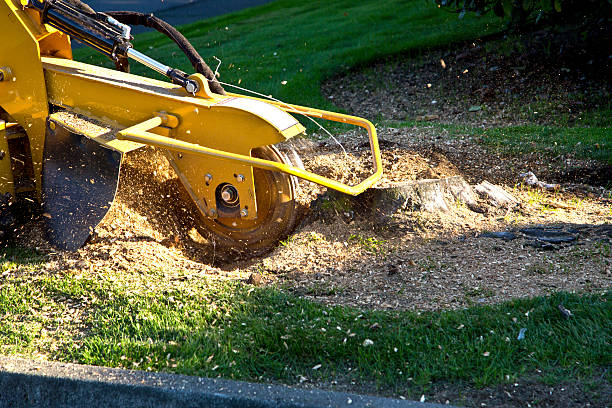 Best Tree Root Removal  in Lakewood Clu, MI